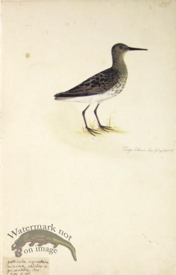 196 Swedish Birds . Tringa Littorea.Shore Sandpiper